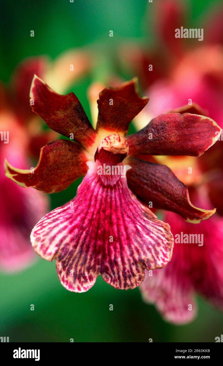 Orchid, flower (Zygopetalum mackayi), orchid, flower (plants) (flowers) (orchids) (orchids) (flowers) (vertical) Stock Photo