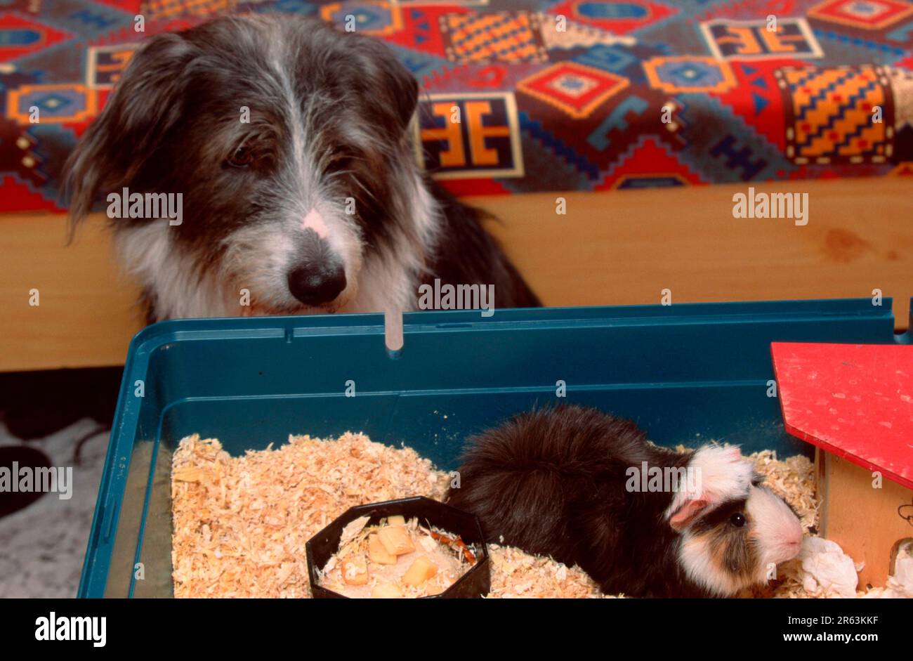 Mixed breed dog with guinea pig Stock Photo Alamy