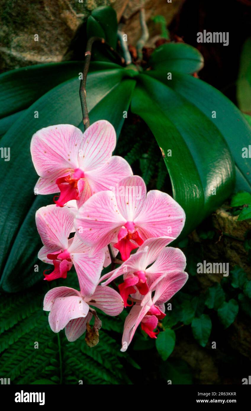 Orchid, flowers (Phalaenopsis spec.), Orchidee, Blueten, [Pflanzen
