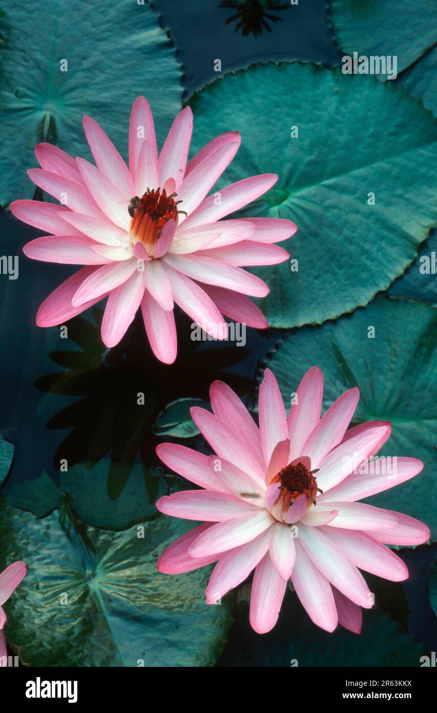 Water Lilies (Nymphaeaceae) 'Midnight', shrub rose (rosa) 'Midnight' (plants) (aquatic plant) (water lily family) (flowers) (brightness) (pink) Stock Photo