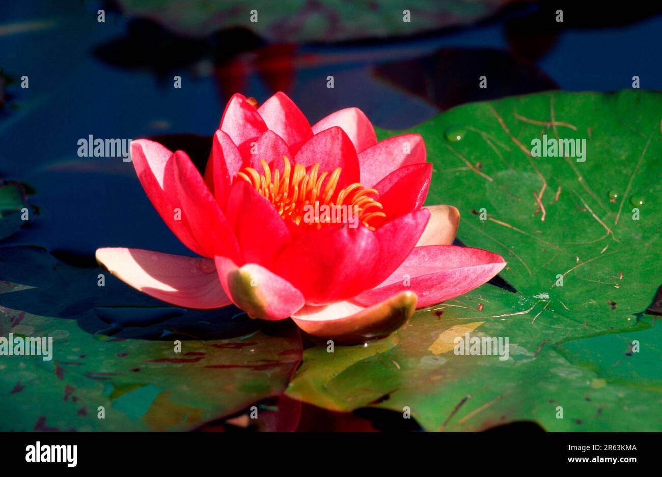 Water Lily 'Rene Gerard' (Nymphaea hybrid), Seerose 'Rene Gerard