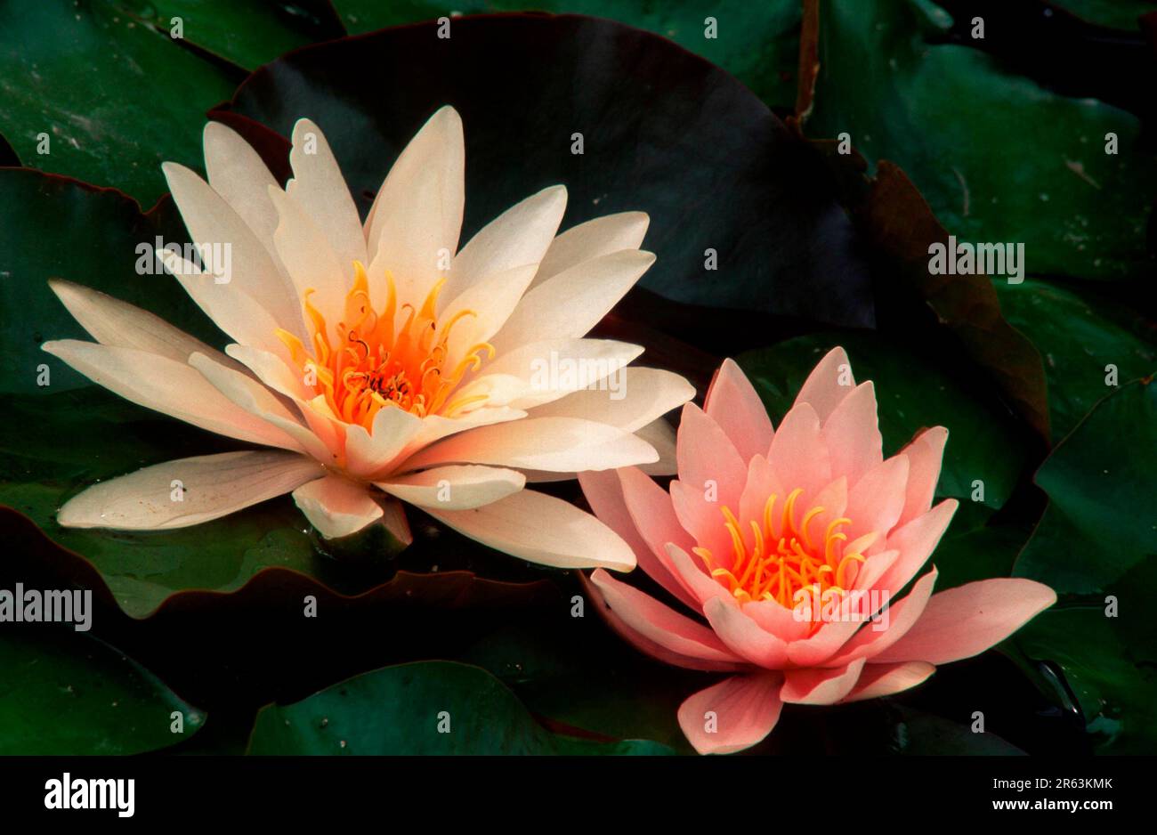 Water Lilies 'Rosennymphe' (Nymphaea hybrid), Seerosen 'Rosennymphe