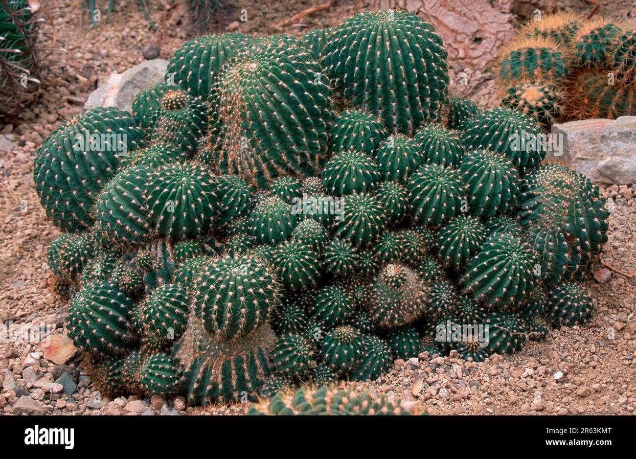 Cactus (Cactaceae) (Soehrensia bruchii), Kaktus, [Suedamerika, south  america, Argentinien, Argentina, Pflanzen, plants, Kakteengewaechse, cacti  Stock Photo - Alamy