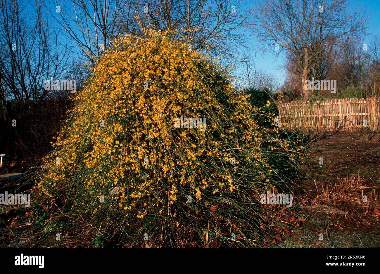 Jasmine (shrubs), Yellow winter jasmine (Jasminum nudiflorum) (plants) (Olive family) (Oleaceae) (bush) (China) (asia) (yellow) (landscape) Stock Photo