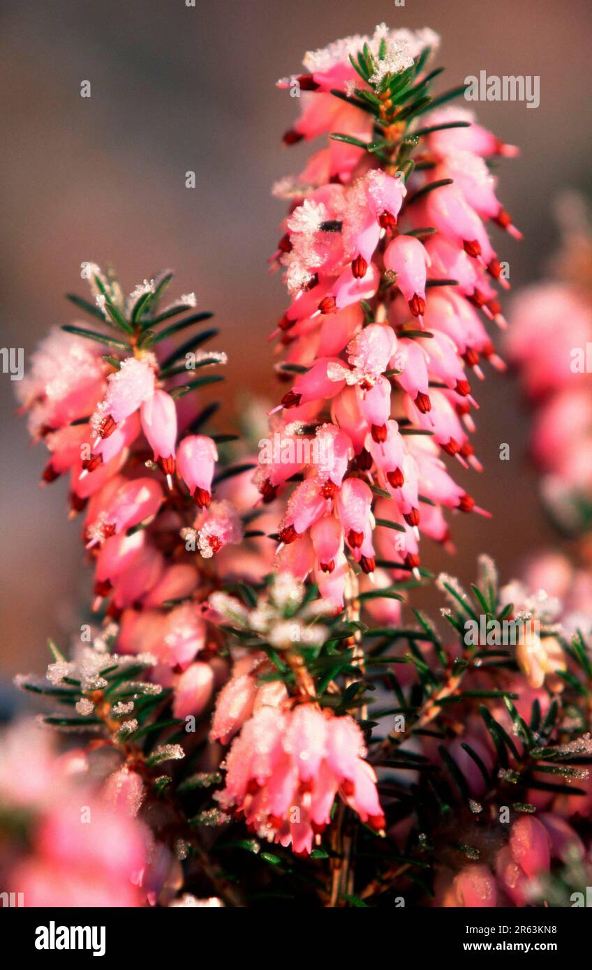 Heather, flowers covered with hoarfrost (Erica herbacea) Stock Photo