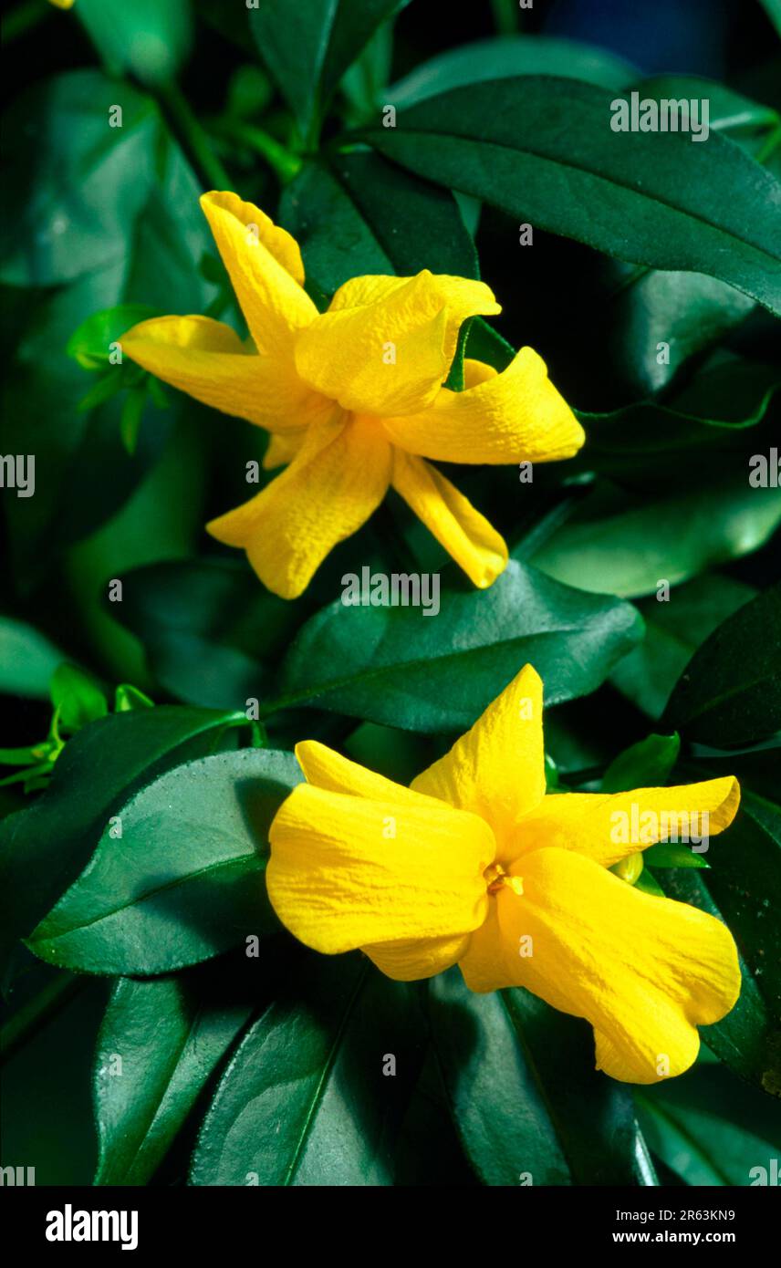Jasmine jasminum mesnyi jasmin hires stock photography and images Alamy