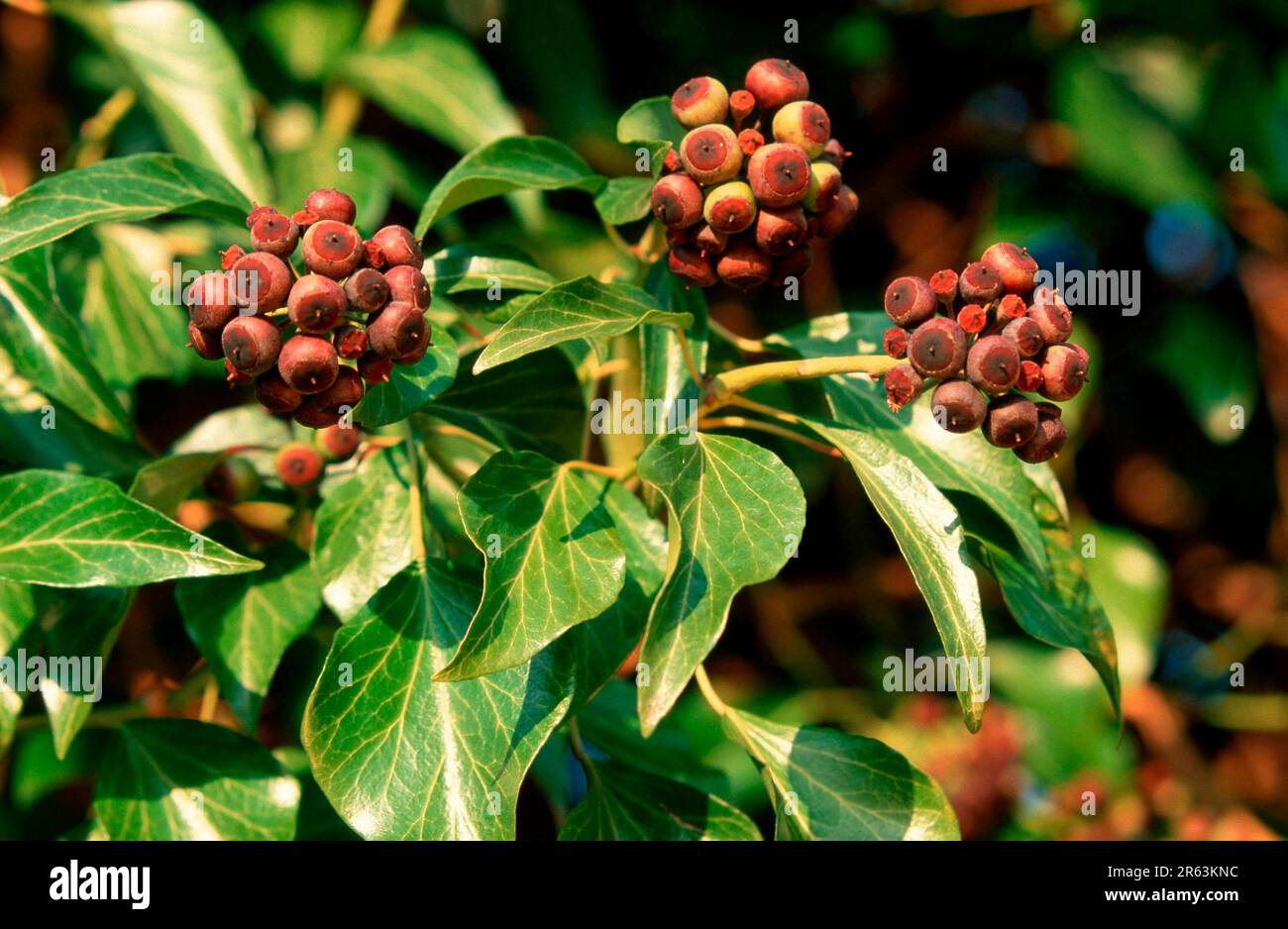 Ivy, leaves and fruits (Hedera helix) Stock Photo