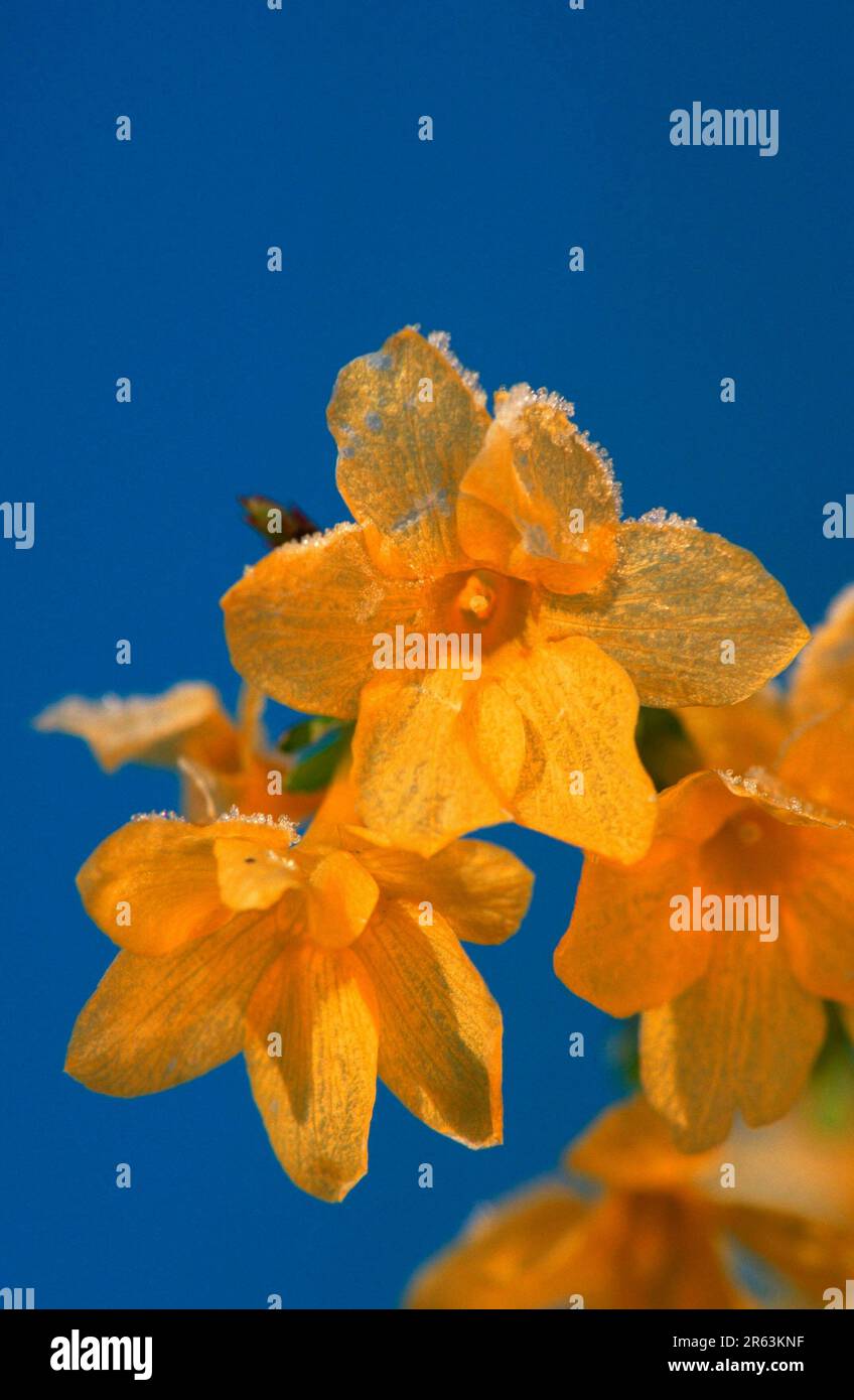 Jasmine, flowers with hoarfrost, Yellow winter jasmine (Jasminum nudiflorum), plants, olive family, Oleaceae, asia, flowers, blossom, yellow Stock Photo