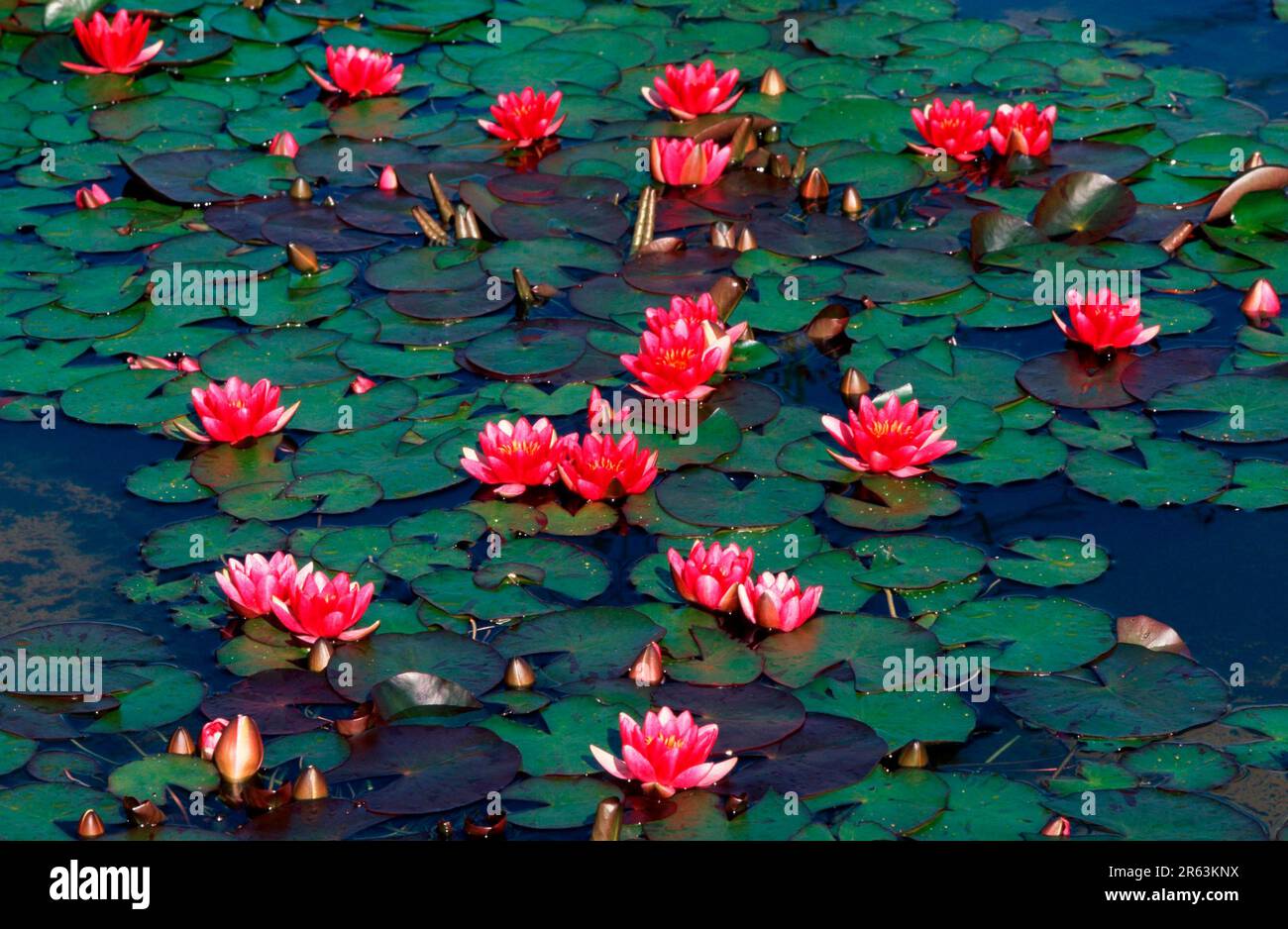 Water Lilies (Nymphaeaceae) 'Rene Gerard' (Nymphaea hybrid), Water Lilies 'Rene Gerard' (plants) (aquatic plant) (water lily family) (flowering ing) Stock Photo