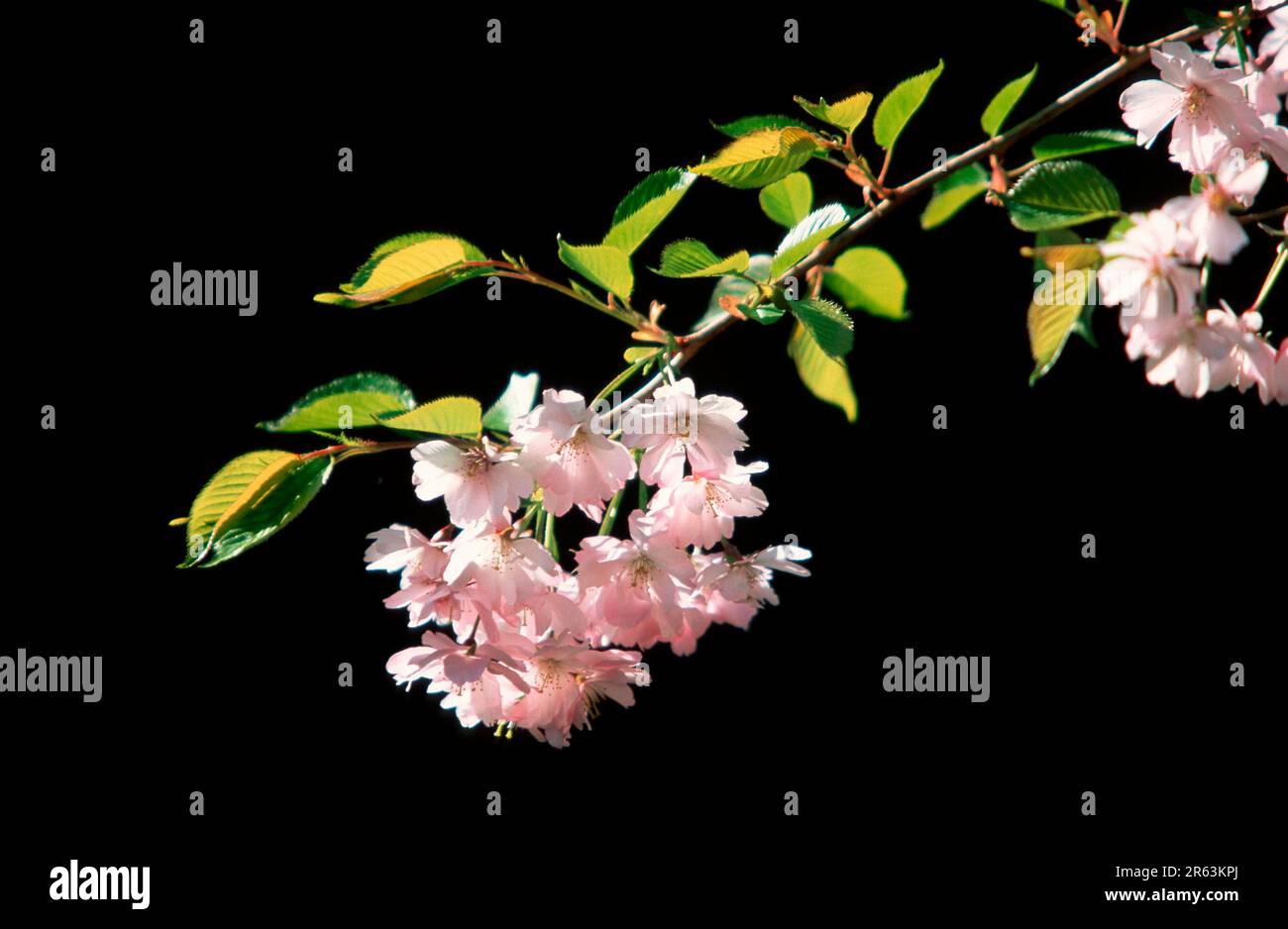 Cherry blossoms (Prunus serrulata), Japanische Kirsche, Blueten