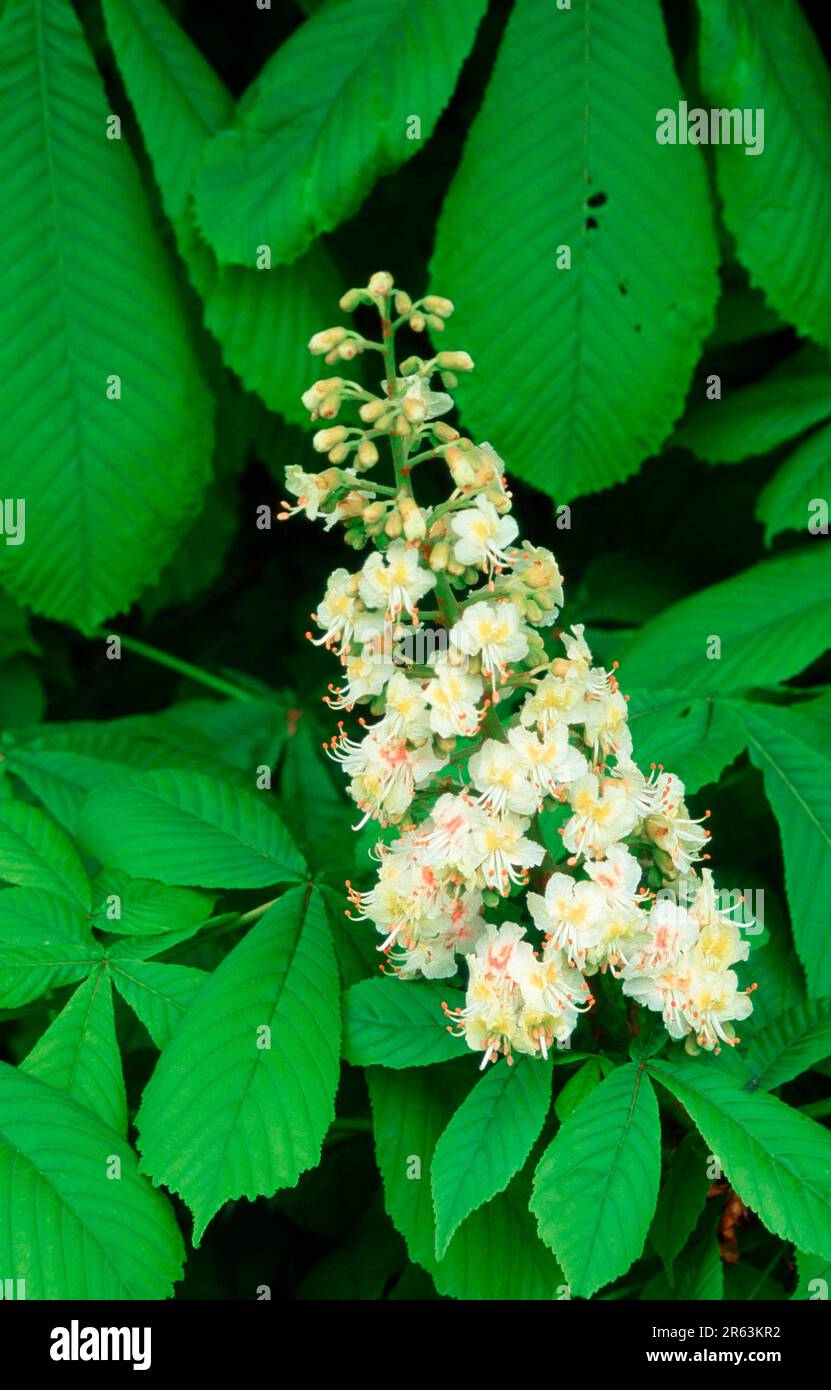 Horse Chestnut (Aesculus hippocastanum), flowers, Rosskastanie, Blueten, Pflanzen, plants, Rosskastaniengewaechse, Hippocastaneaceae, Blatt Stock Photo