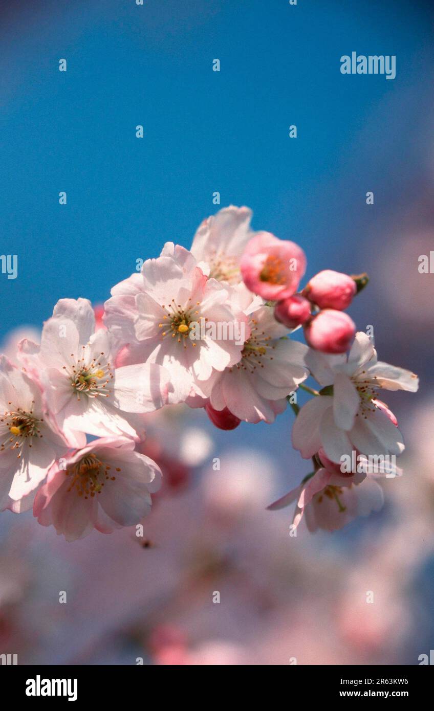 Prunus x yedoensis (Prunus x yedoensis), Yoshino cherry, flowers, rose family, Rosaceae, ornamental plants, blossom, pink, spring, vertical Stock Photo