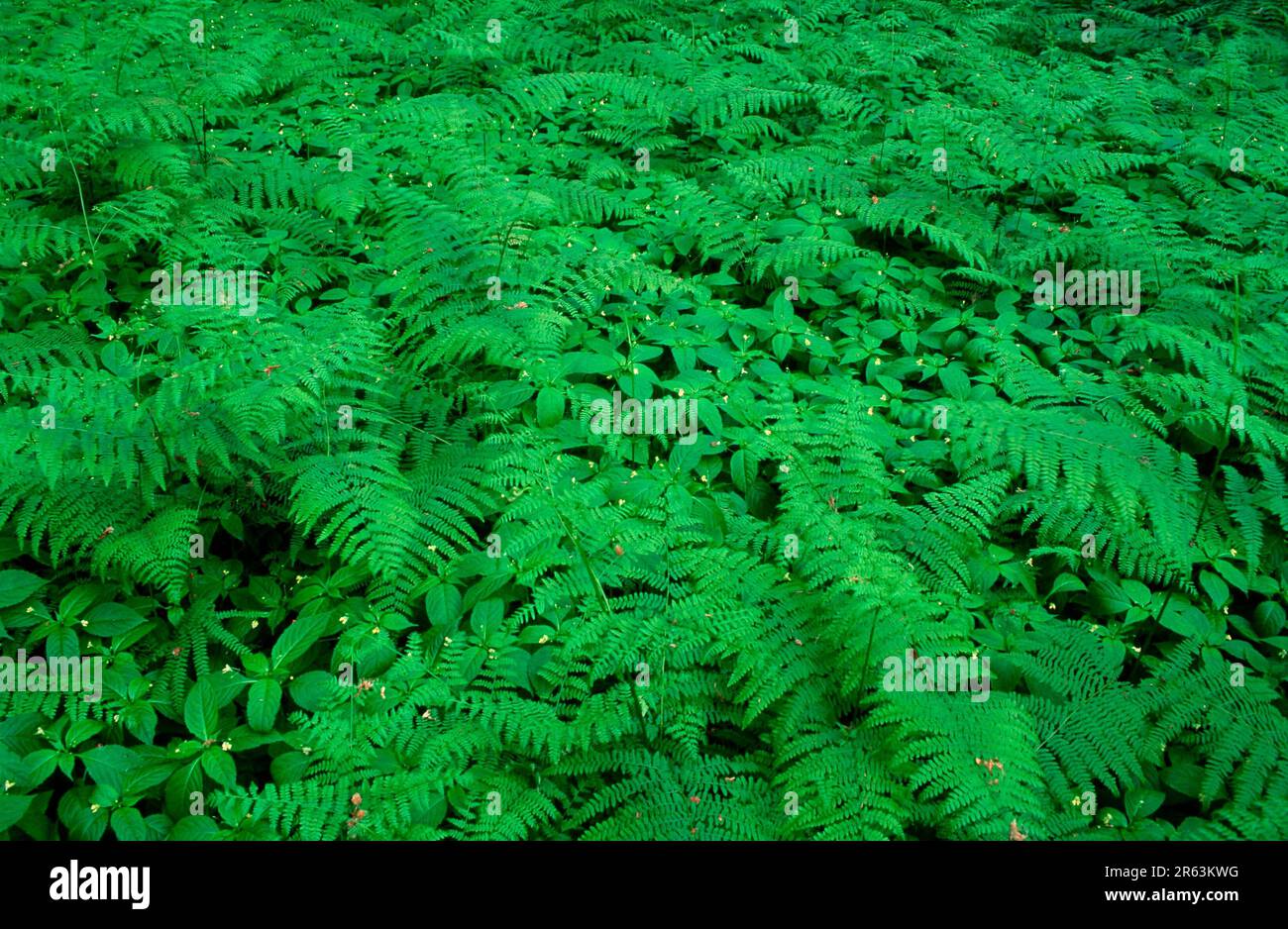 Fern and flowers, small-flowered touch-me-not (Impatiens parviflora), Germany Stock Photo