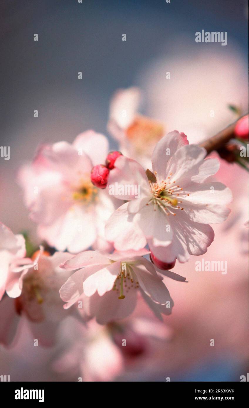 Prunus x yedoensis (Prunus x yedoensis), Yoshino cherry, blossoms, rose family, Rosaceae, ornamental, flower, pink, spring, vertical Stock Photo