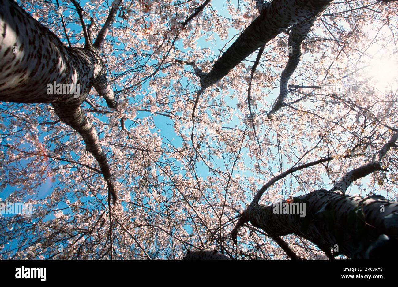 Cherry trees (Prunus x yedoensis), Yoshino-Kirsche, bluehend, Baeume von unten, Rosengewaechse, Rosaceae, Laubbaum, Laubbaeume, deciduous trees Stock Photo