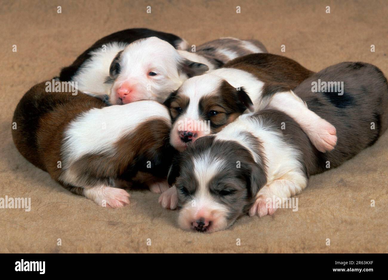Mixed breed dogs puppies 16 days old Stock Photo Alamy