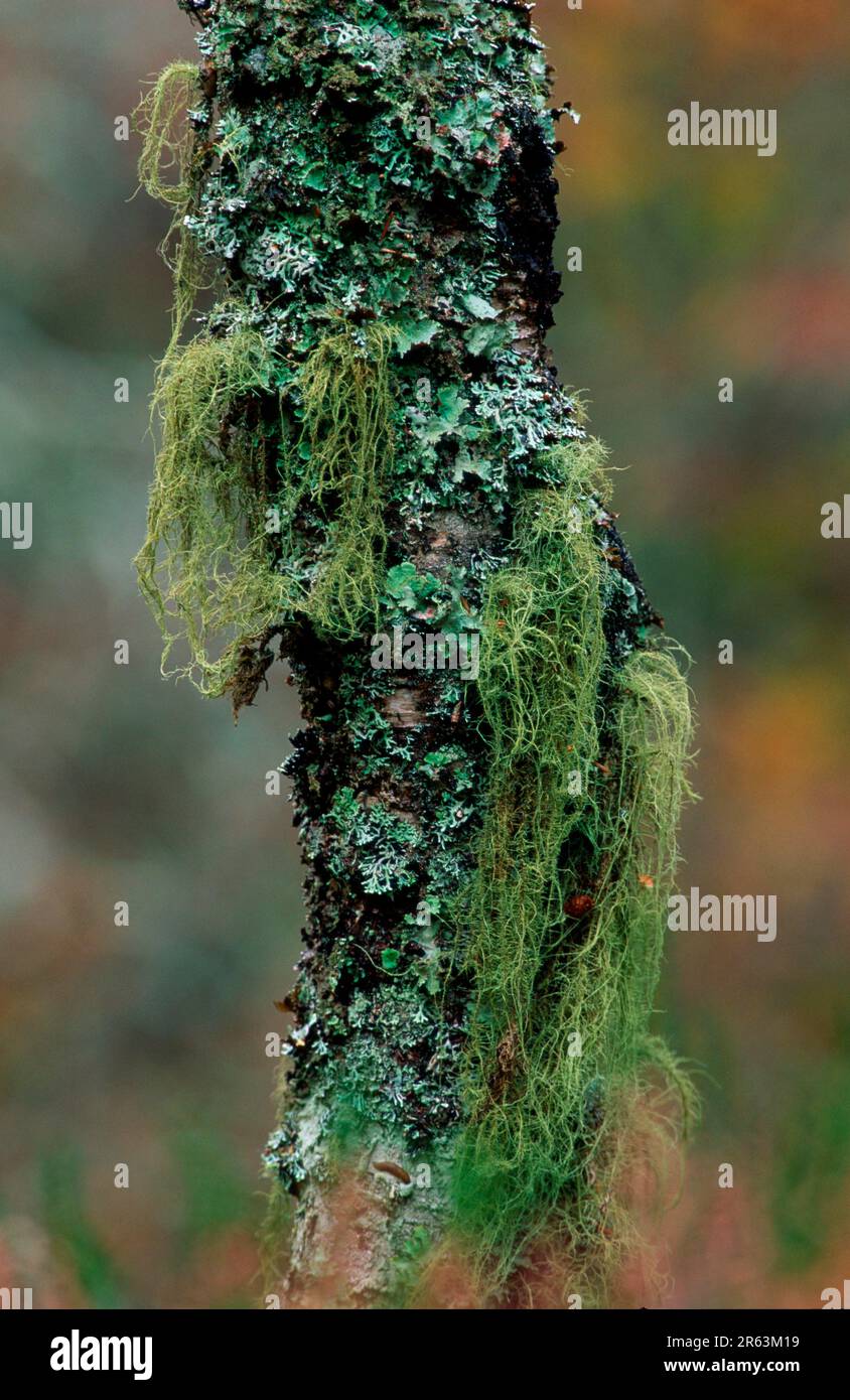 Bearded lichen (Usnea barbata), Sweden Stock Photo