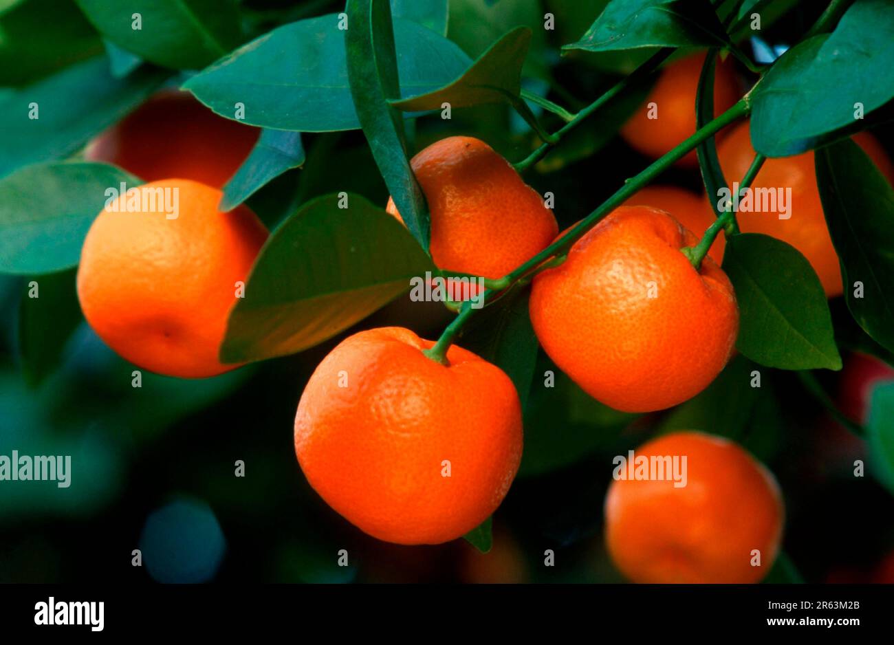 Mandarins, mandarins on a tree (Citrus x limonia), rue family, Rutaceae (useful plants), fruit, citrus fruit, fruit, orange, landscape format Stock Photo