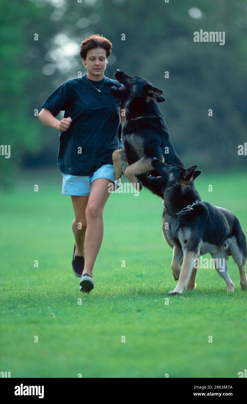 Attacking cattle hires stock photography and images Alamy
