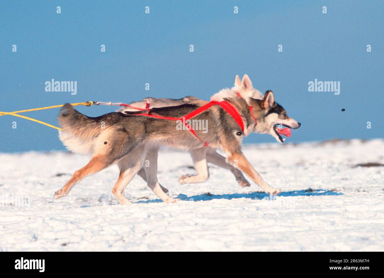 Siberian husky team (lead dogs) in race, sideways, dog sled race, sled
