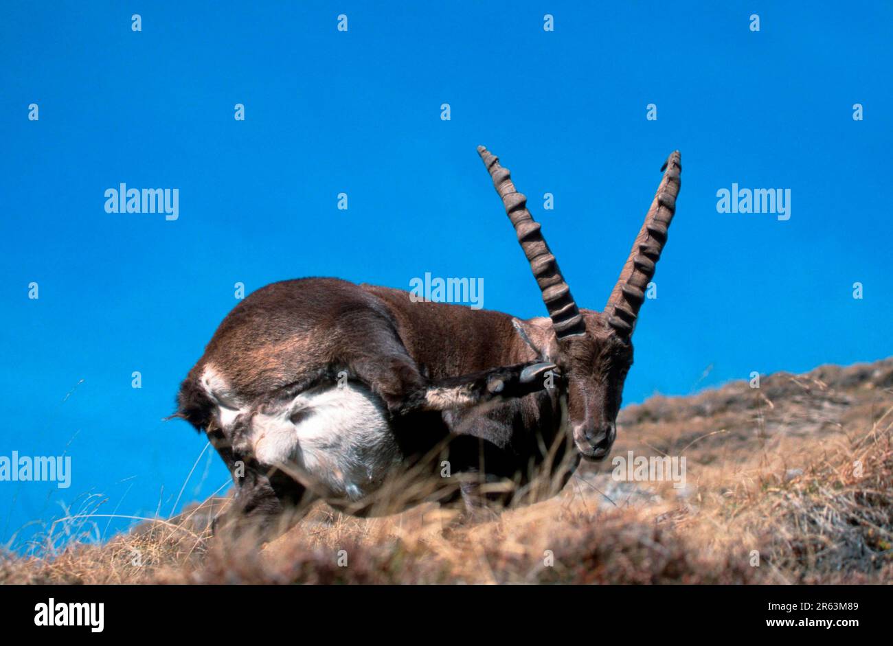 Alpine ibex (Capra ibex), scratching, Bernese Oberland () (alps