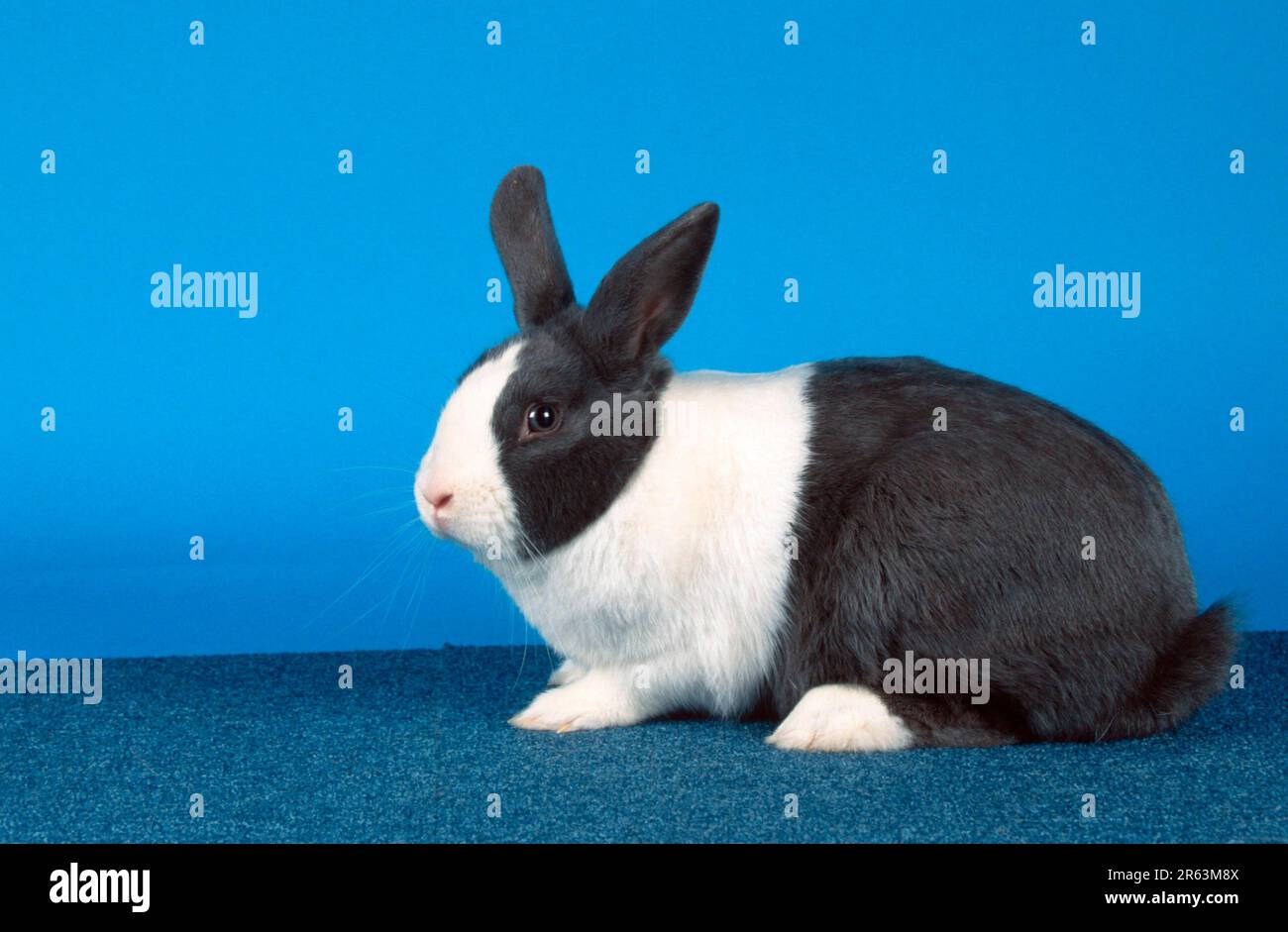 Dutch Rabbit, blue (Dutch rabbit) (animals) (mammals) (rodents