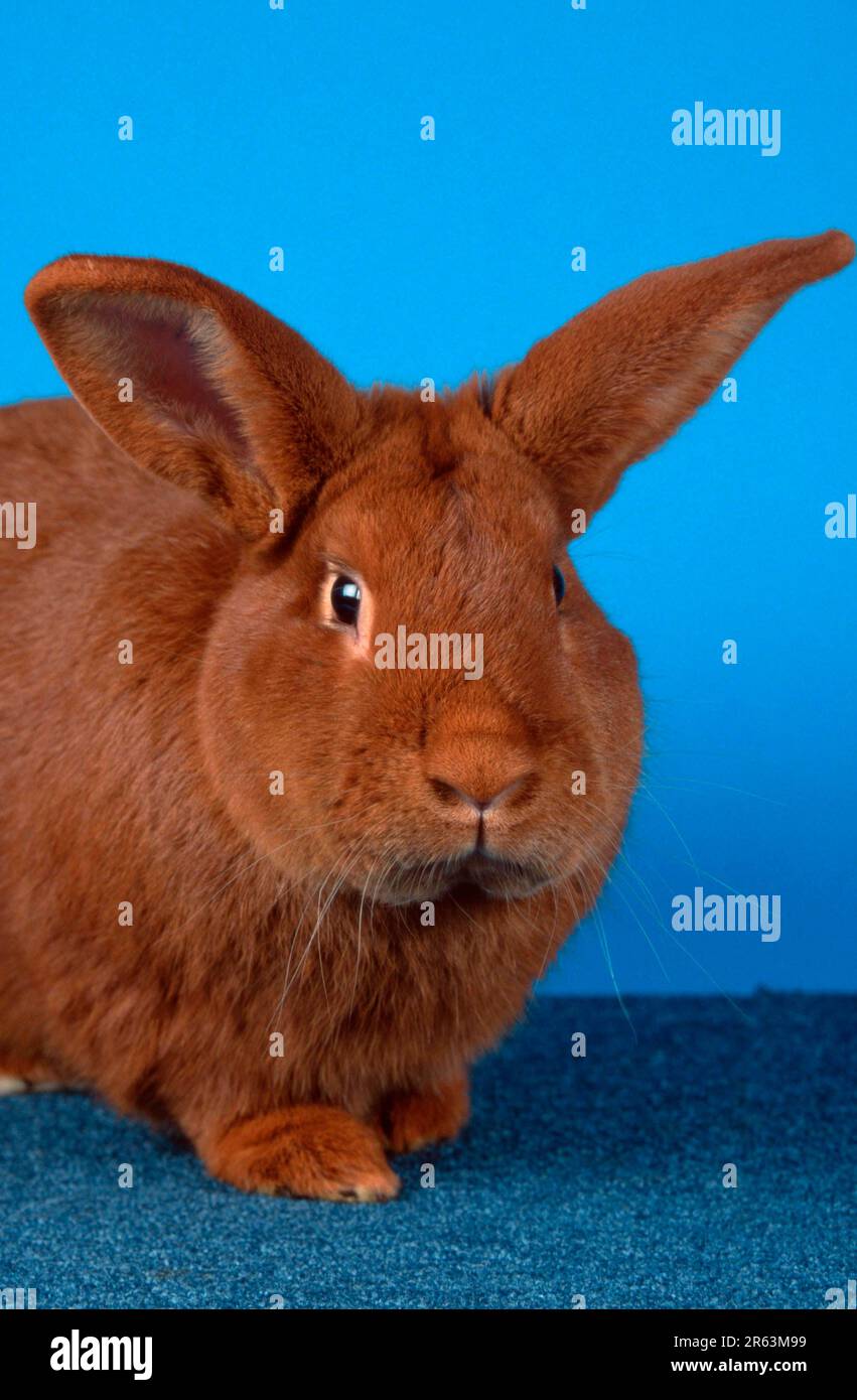 Rodenjmts Rabbit Rabbit, Red New Zealander rabbit, Red New Zealander, animals, mammals ...