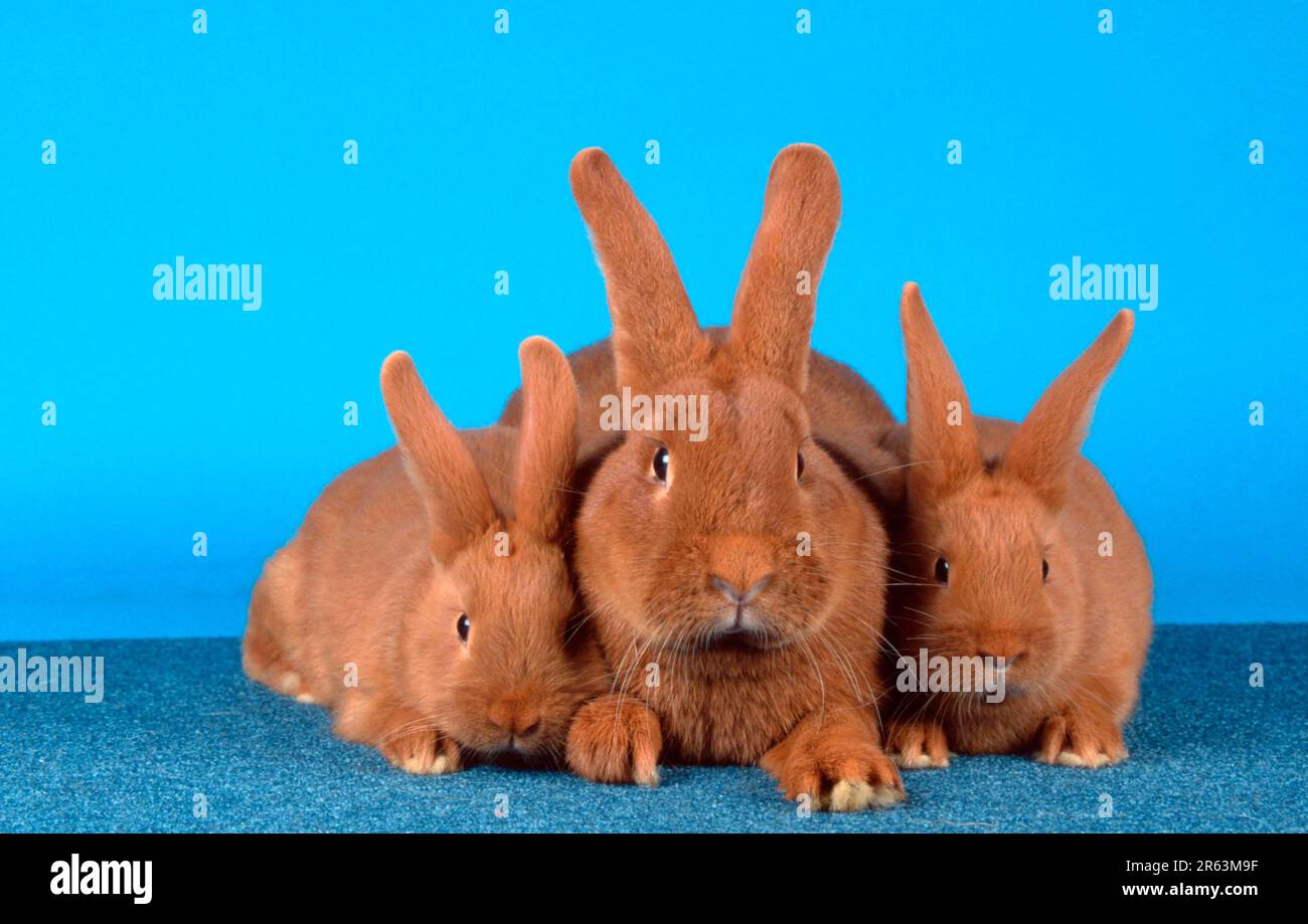 Rabbit with youngs, Red New Zealander Rabbit, Red New Zealander ...