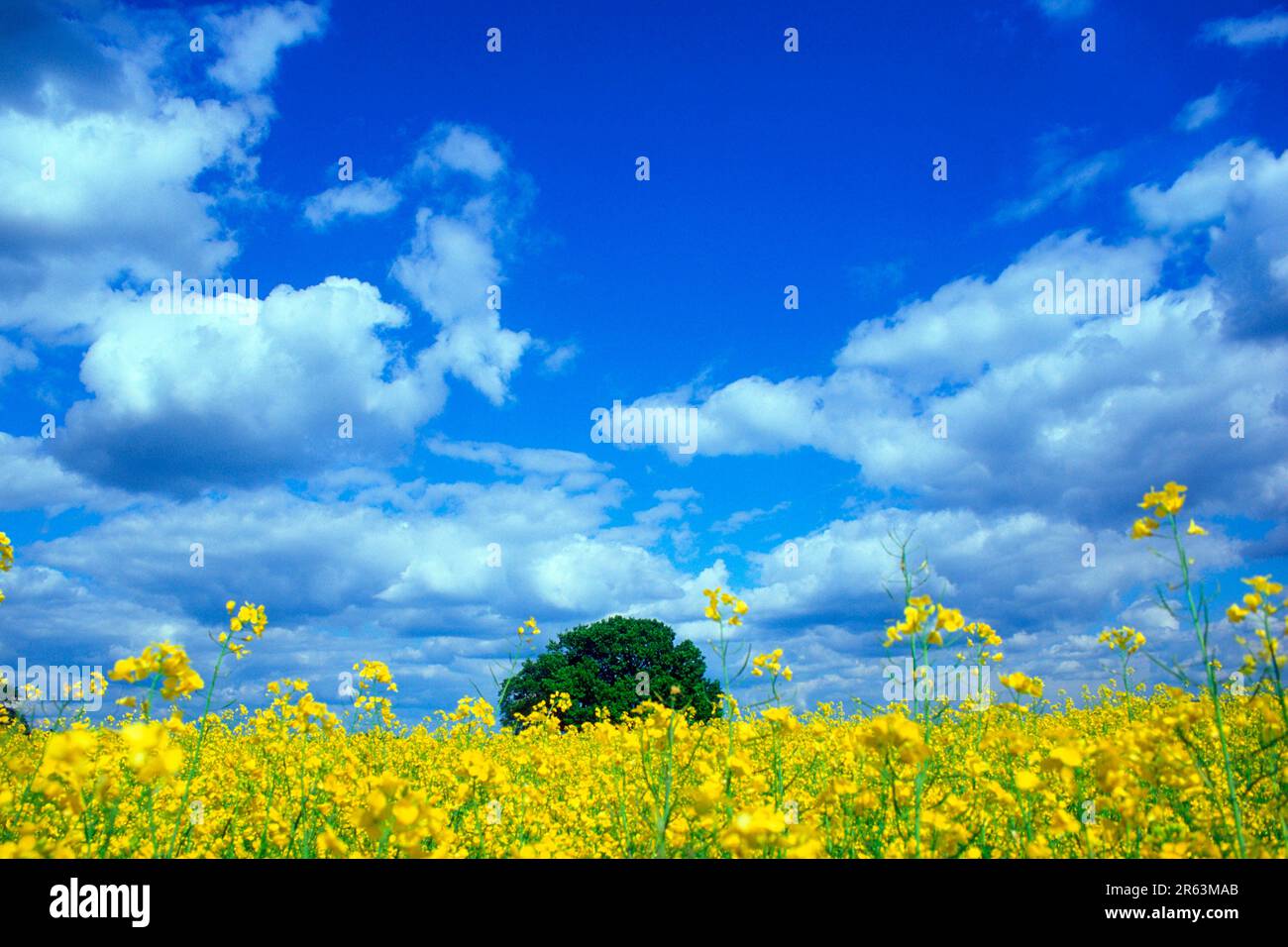 Petite râpe en métal sur fond bicolore. Compositi minimaliste Photo Stock -  Alamy