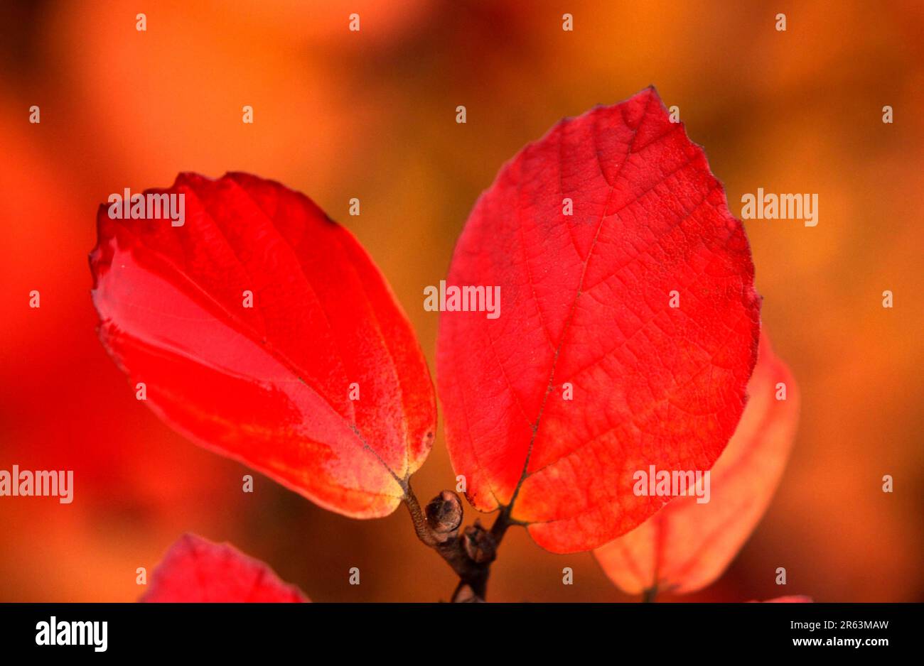 Autumn (shrubs) leaves, autumn leaves (plants) (bush) (leaf) (bright) (brightness) (red) (fall) (landscape) (horizontal) Stock Photo