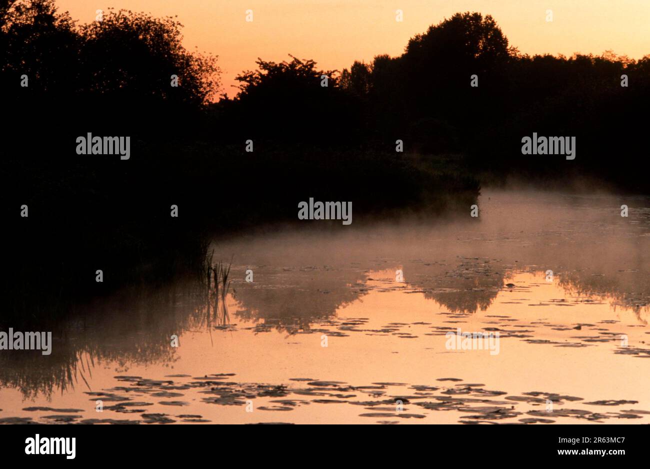 Pond at dawn, North Rhine-Westphalia (Europe) (Haze) (Fog) (Landscapes) (Landscape) (horizontal), North Rhine-Westphalia, Germany Stock Photo