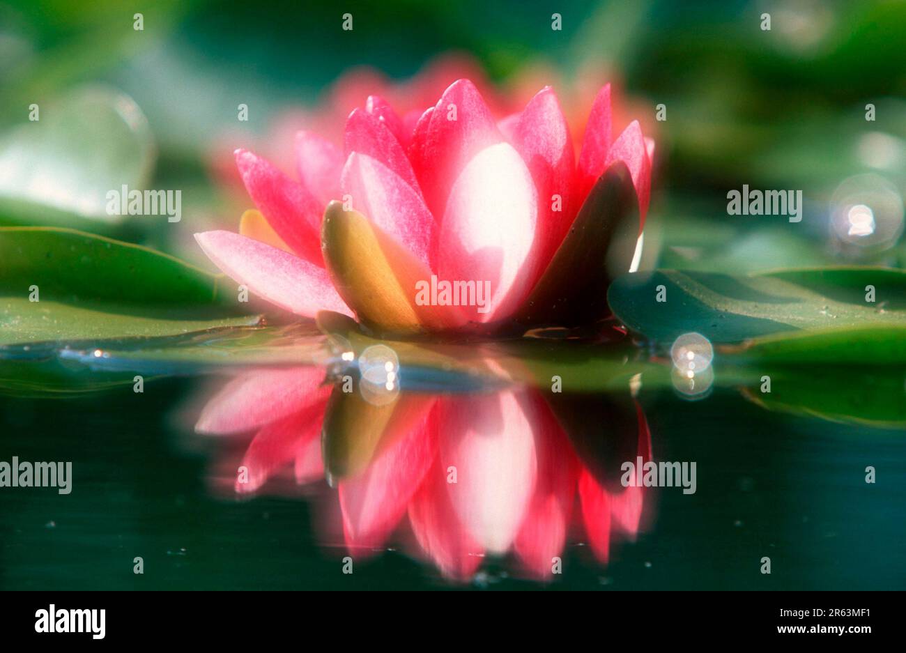 Water lily, water plants, water lily family, Nymphaeaceae, blossoms, bloom, pink, summer, double exposure, highkey, soft, landscape, horizontal Stock Photo