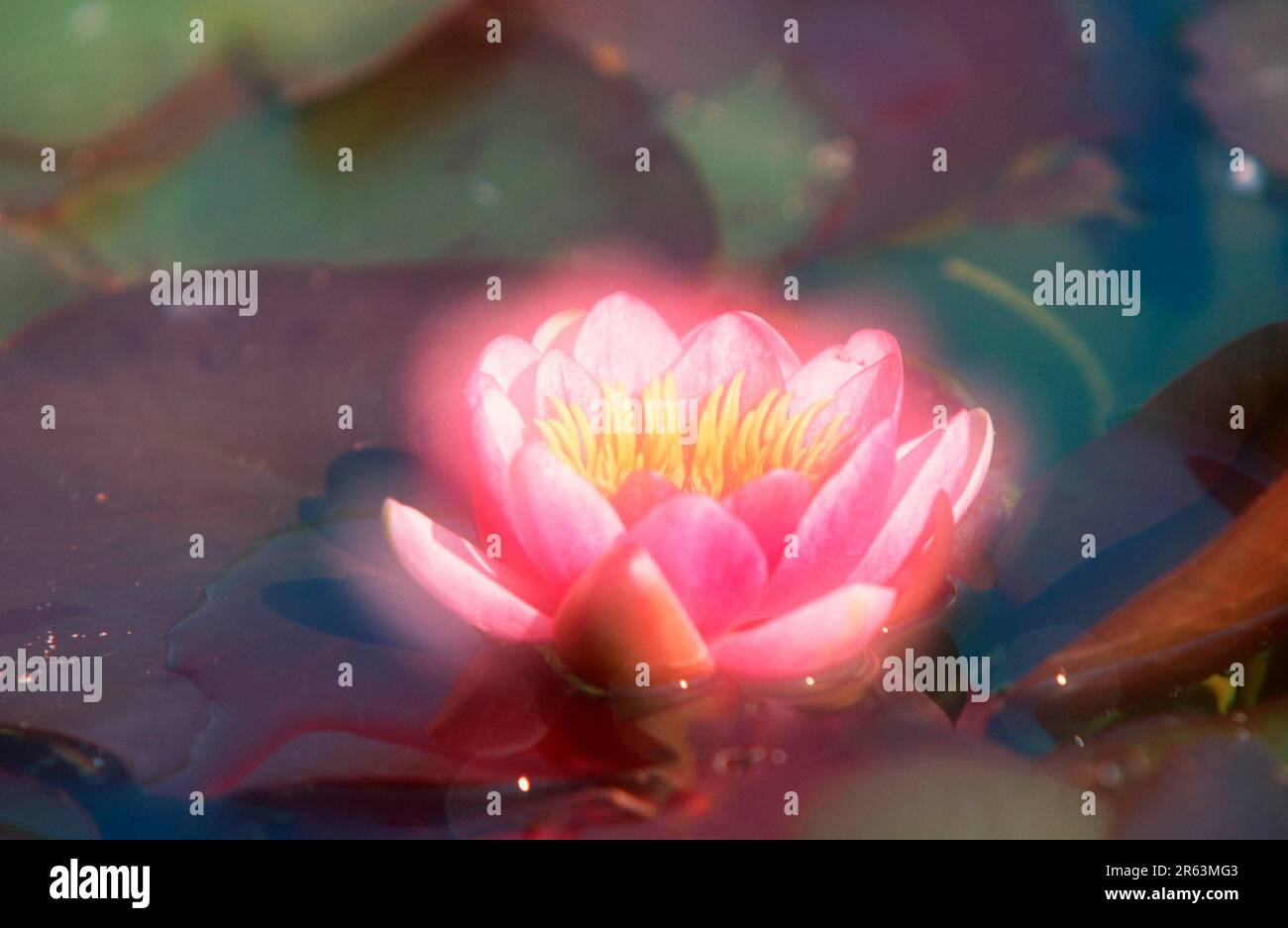 Water lily, water plants, water lily family, Nymphaeaceae, flowers, blossom, pink, summer, soft, double exposure, landscape format, horizontal Stock Photo