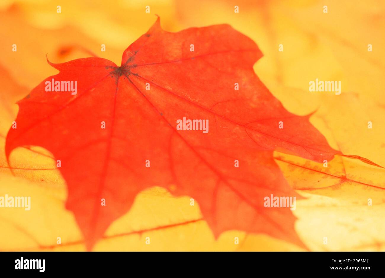 Norway Maple (Acer platanoides), autumn leaves, Spitzahorn