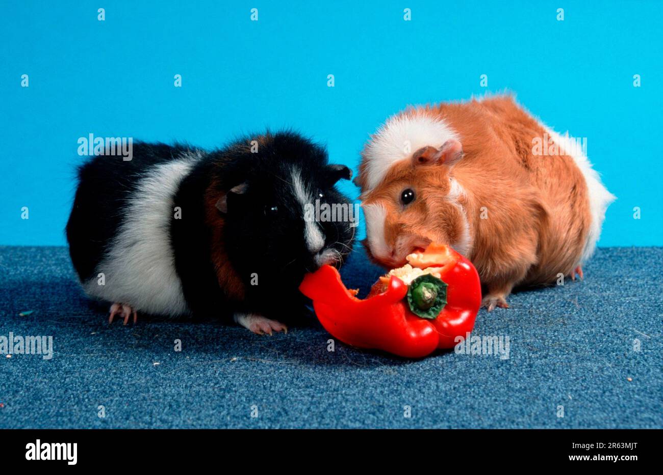 Do guinea hot sale pigs eat peppers