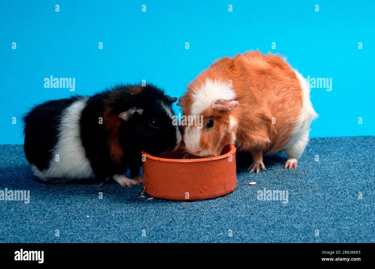 Shell sideways hi-res stock photography and images - Alamy