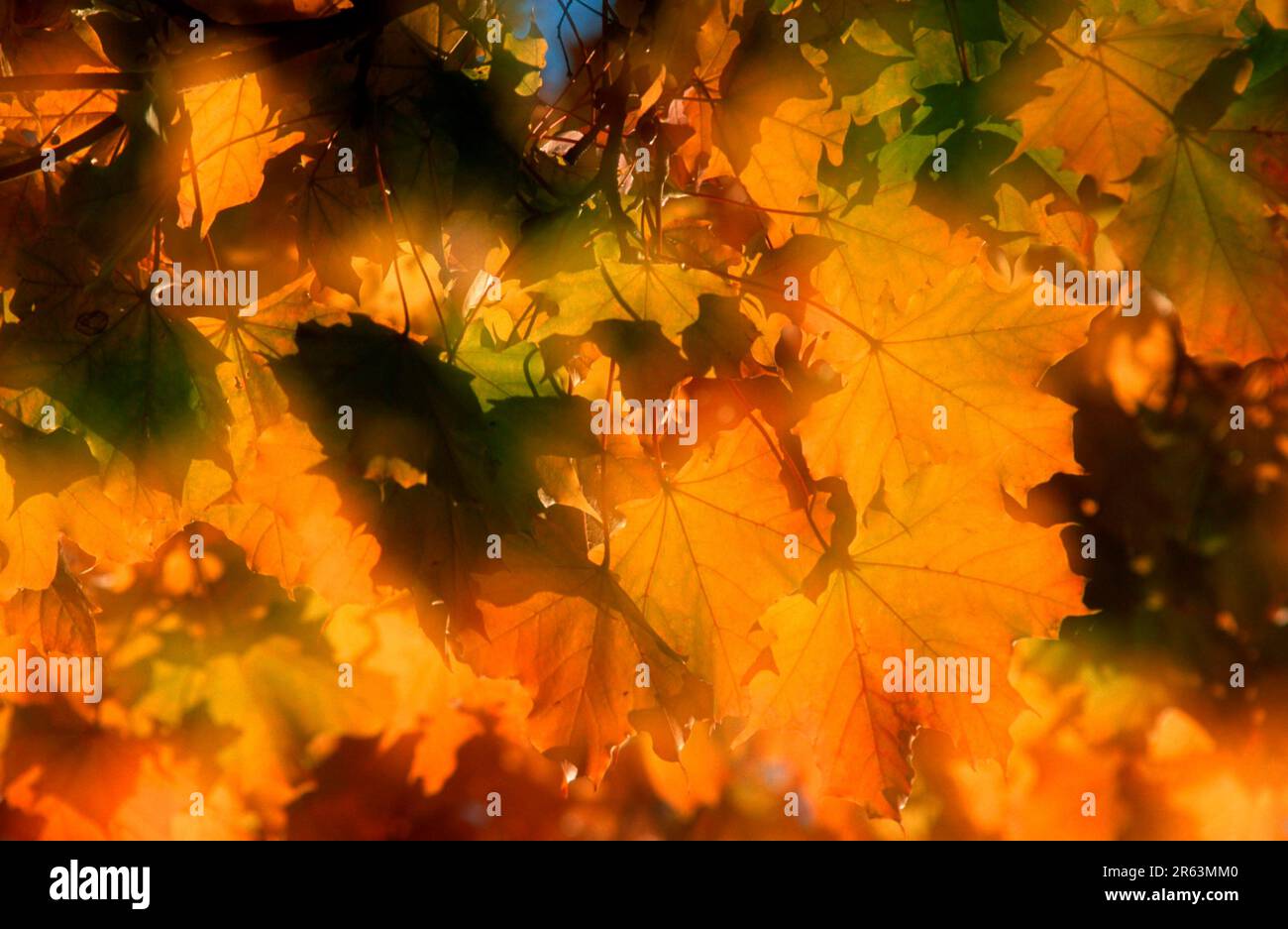 Sycamore maple (Acer pseudoplatanus), autumn foliage, autumn leaves (plants) (plants) (maple family) (Aceraceae) (Europe) (leaf) (autumn) (landscape) Stock Photo