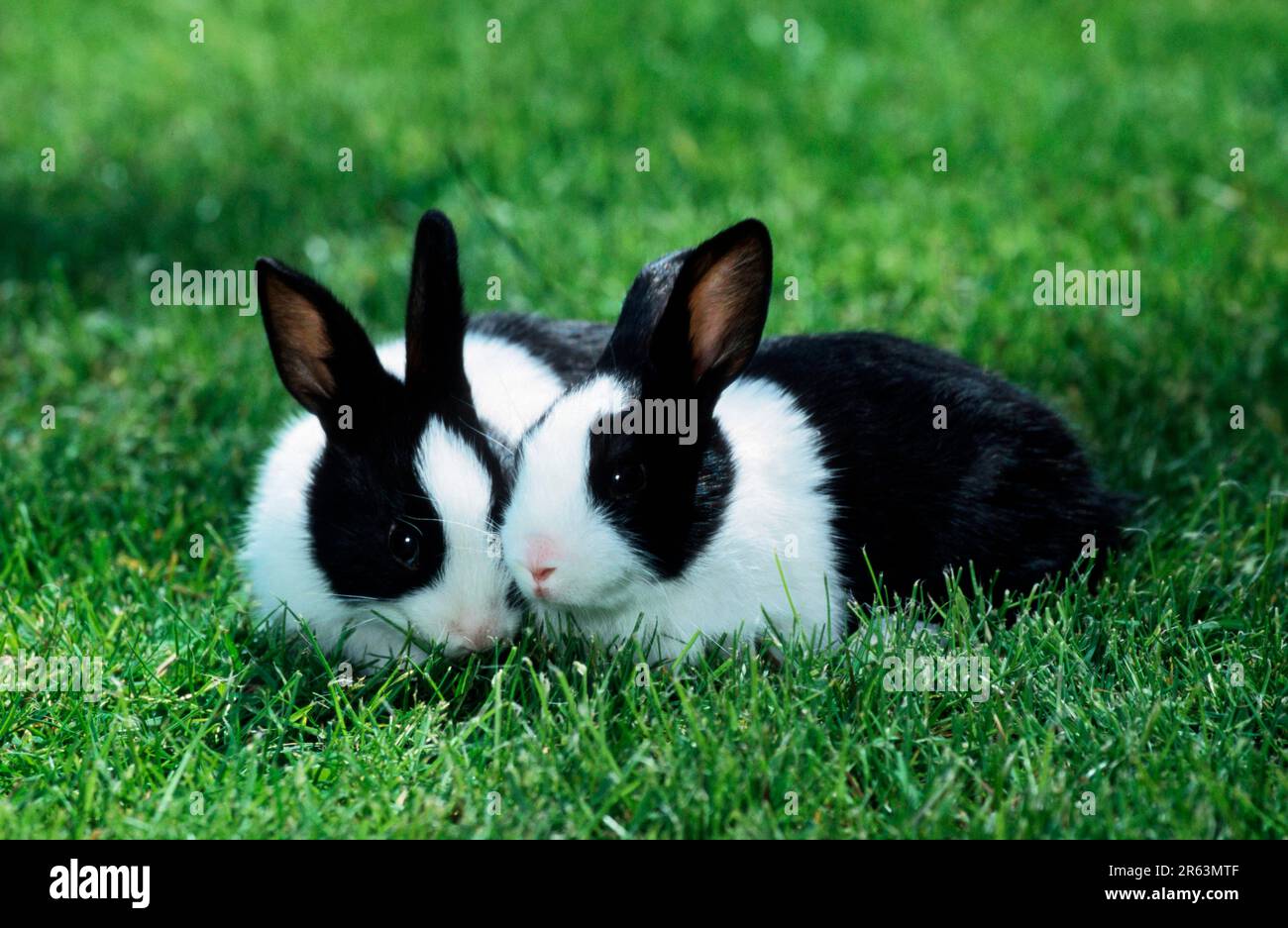 Dutch rabbits hi-res stock photography and images - Alamy