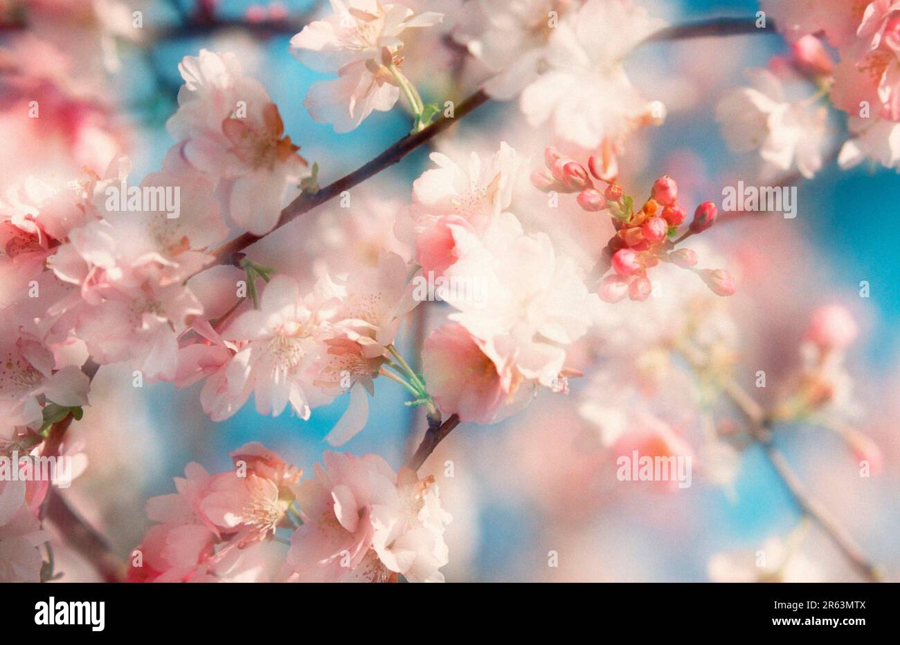 prunus x yedoensis yoshino cherry