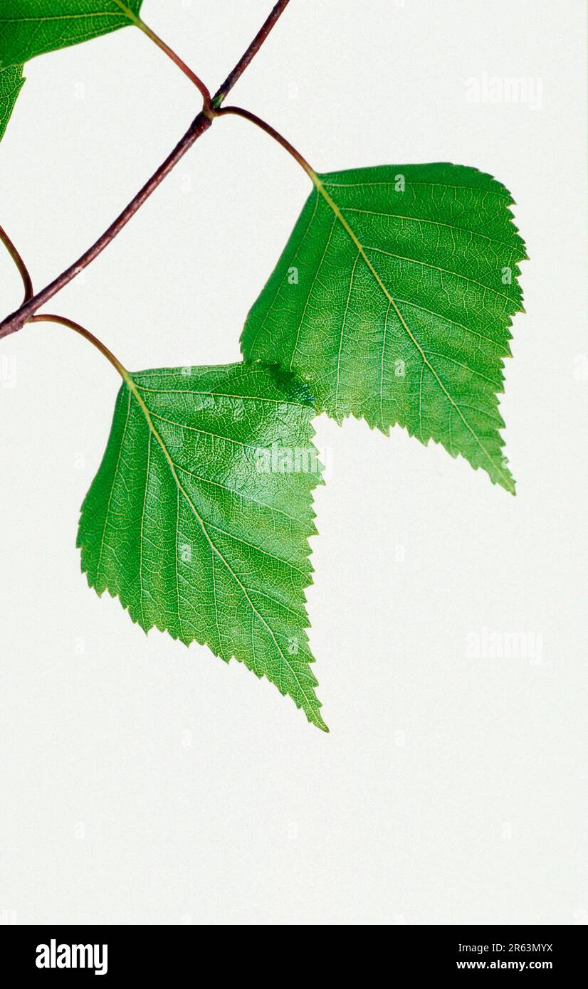 Birch Leaf - betula pendula