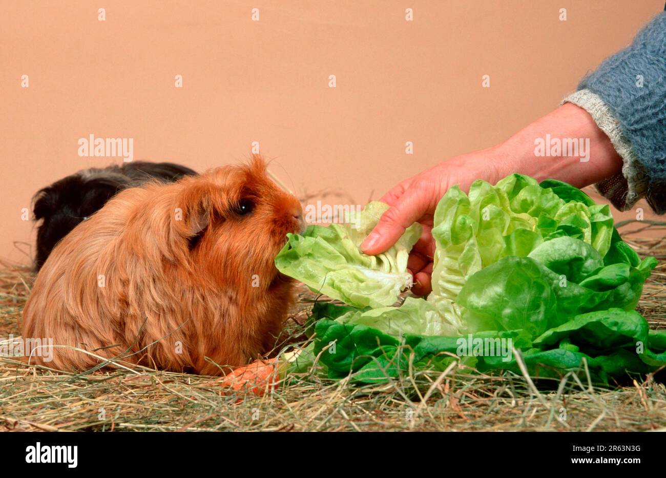 guinea pig gets salad Stock Photo Alamy