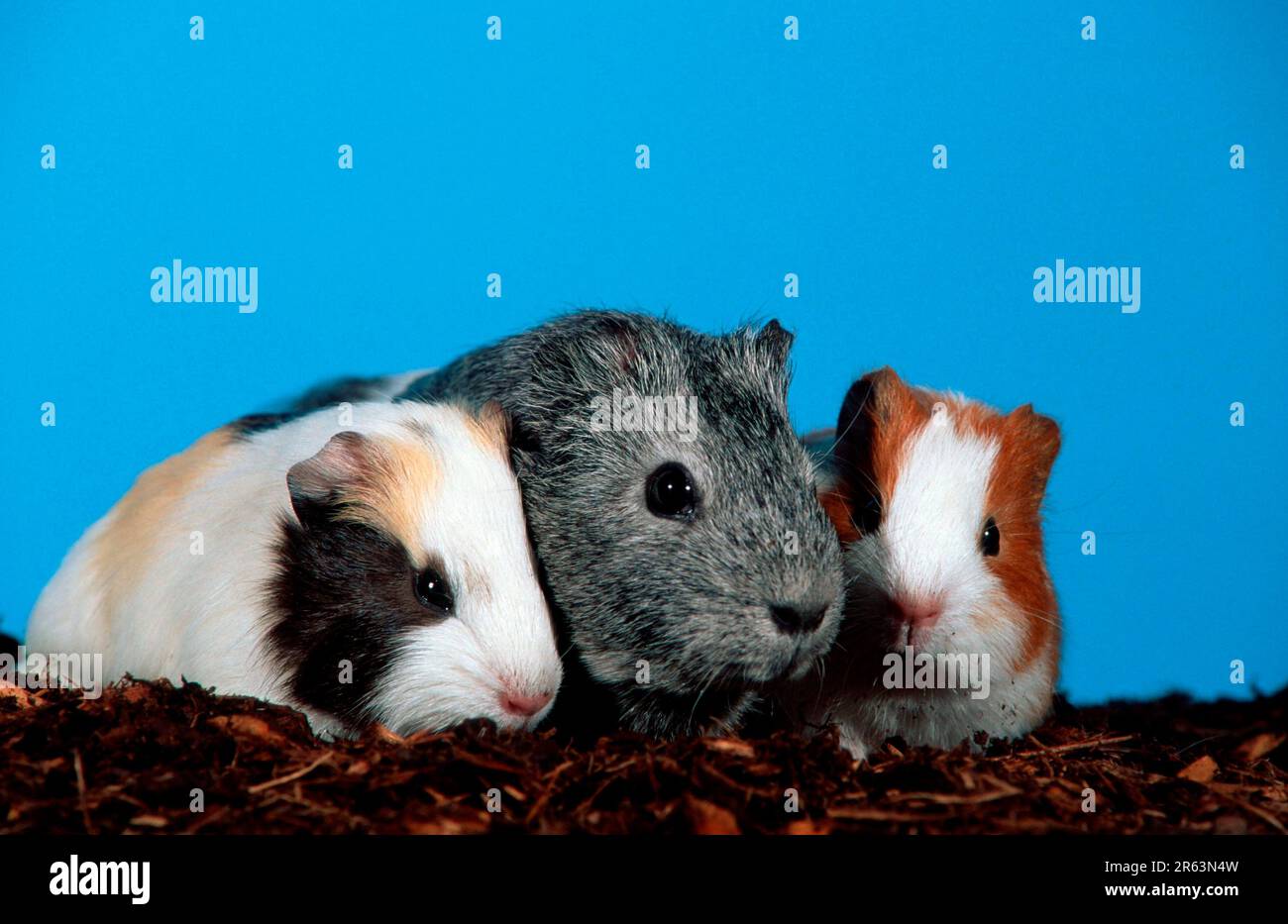 Guinea Pig pigs with kittens Stock Photo Alamy
