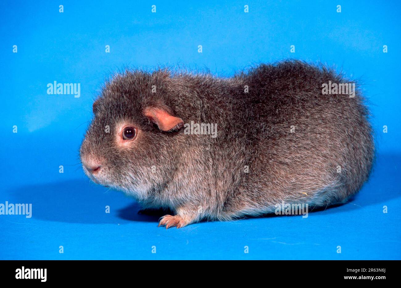 Cinnamon agouti guinea pig 2025