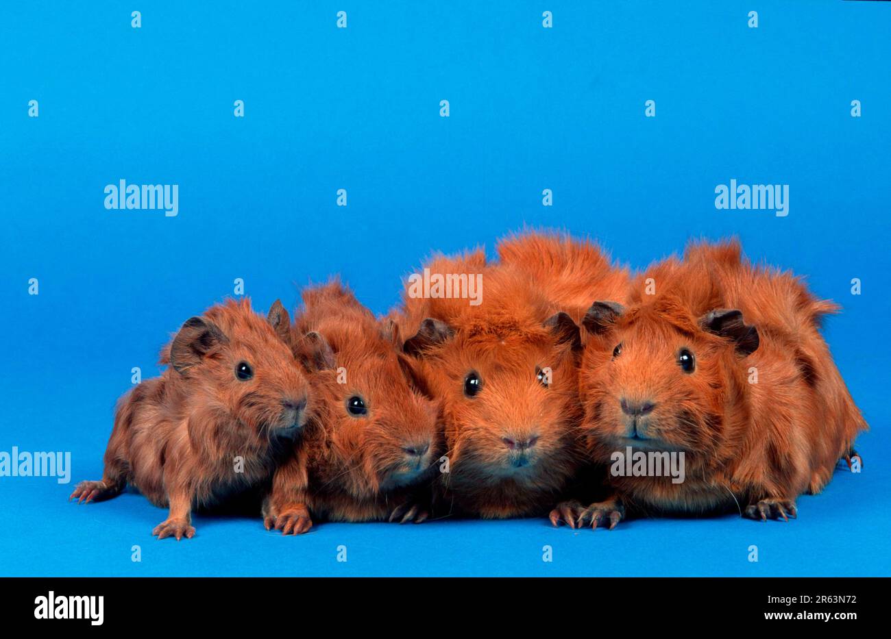 Abyssinian Guinea Pig Red Stock Photo Alamy abyssinian-guinea-pig-red-stock-photo-alamy
