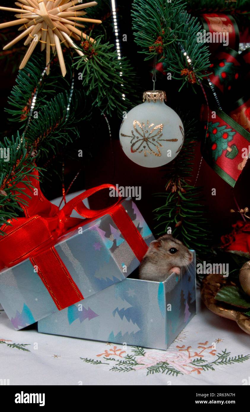 Picture of Dwarf hamster in gift box, djungarian hamster (Phodopus sungorus) in ...