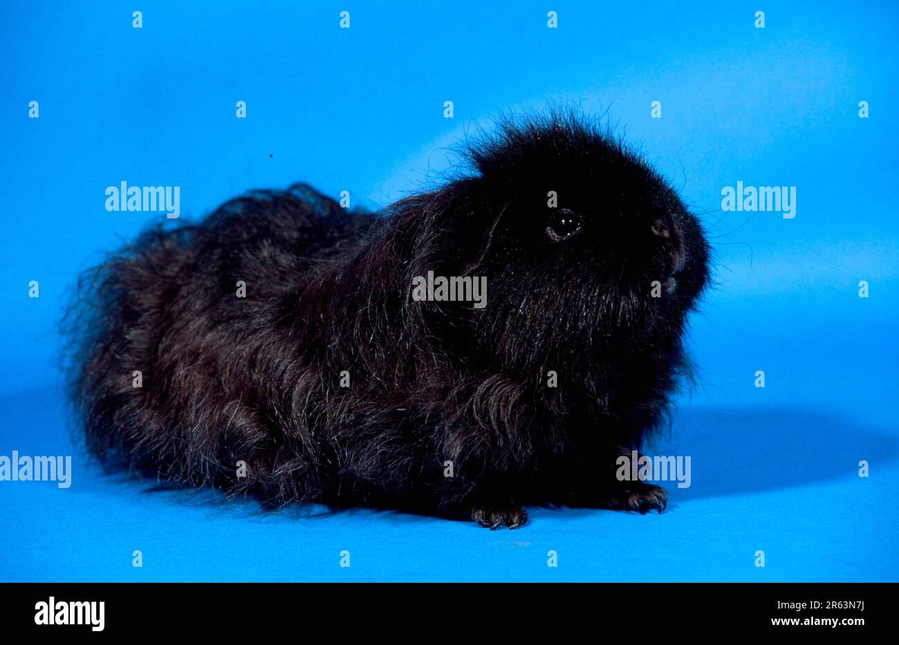 Black texel 2025 guinea pig