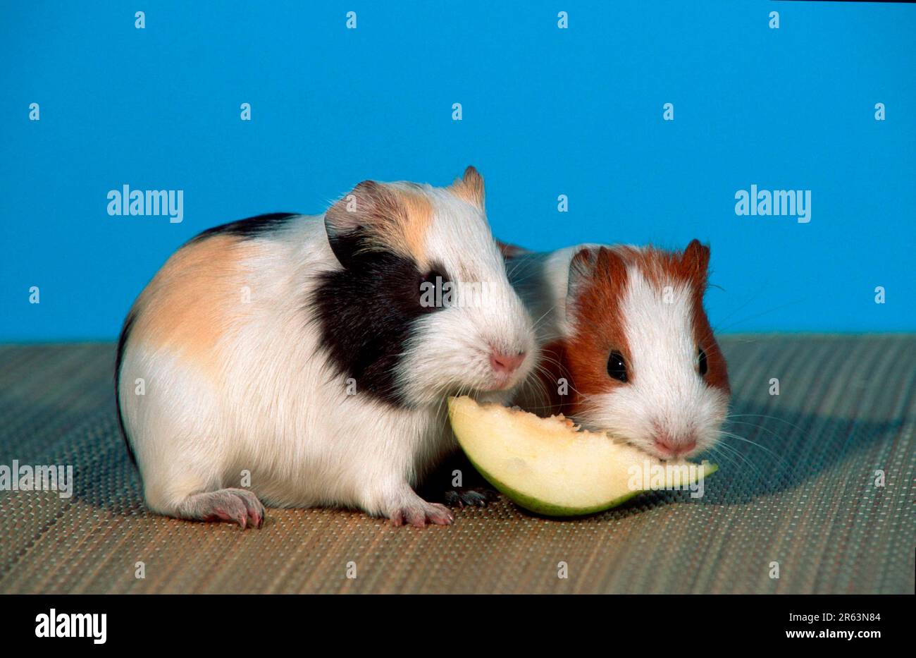 Young Guinea Pig Pigs eating fruit, Young guinea pigs eating fruit Stock Photo Alamy