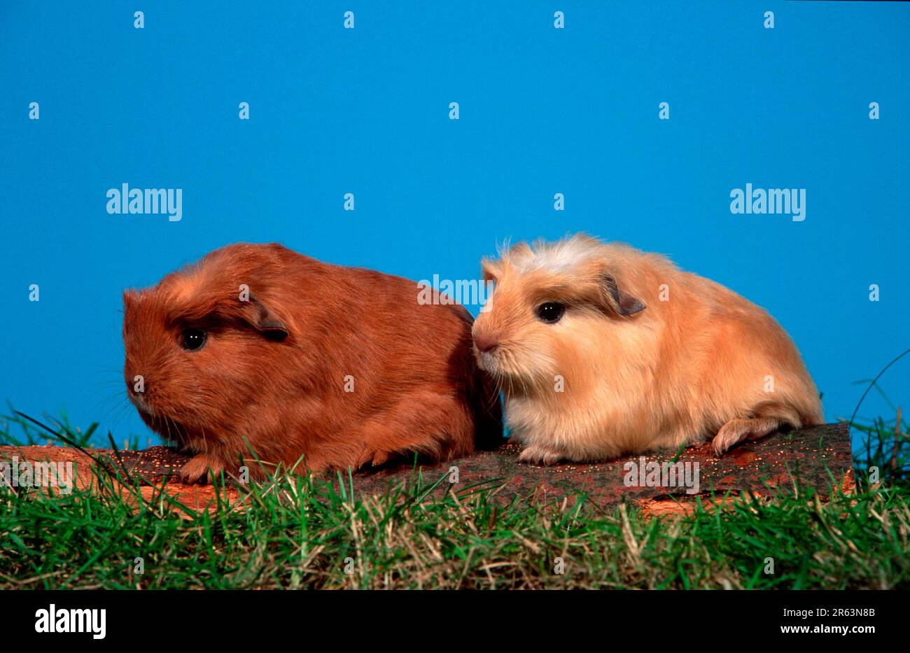Young Guinea Pig Pigs Stock Photo Alamy