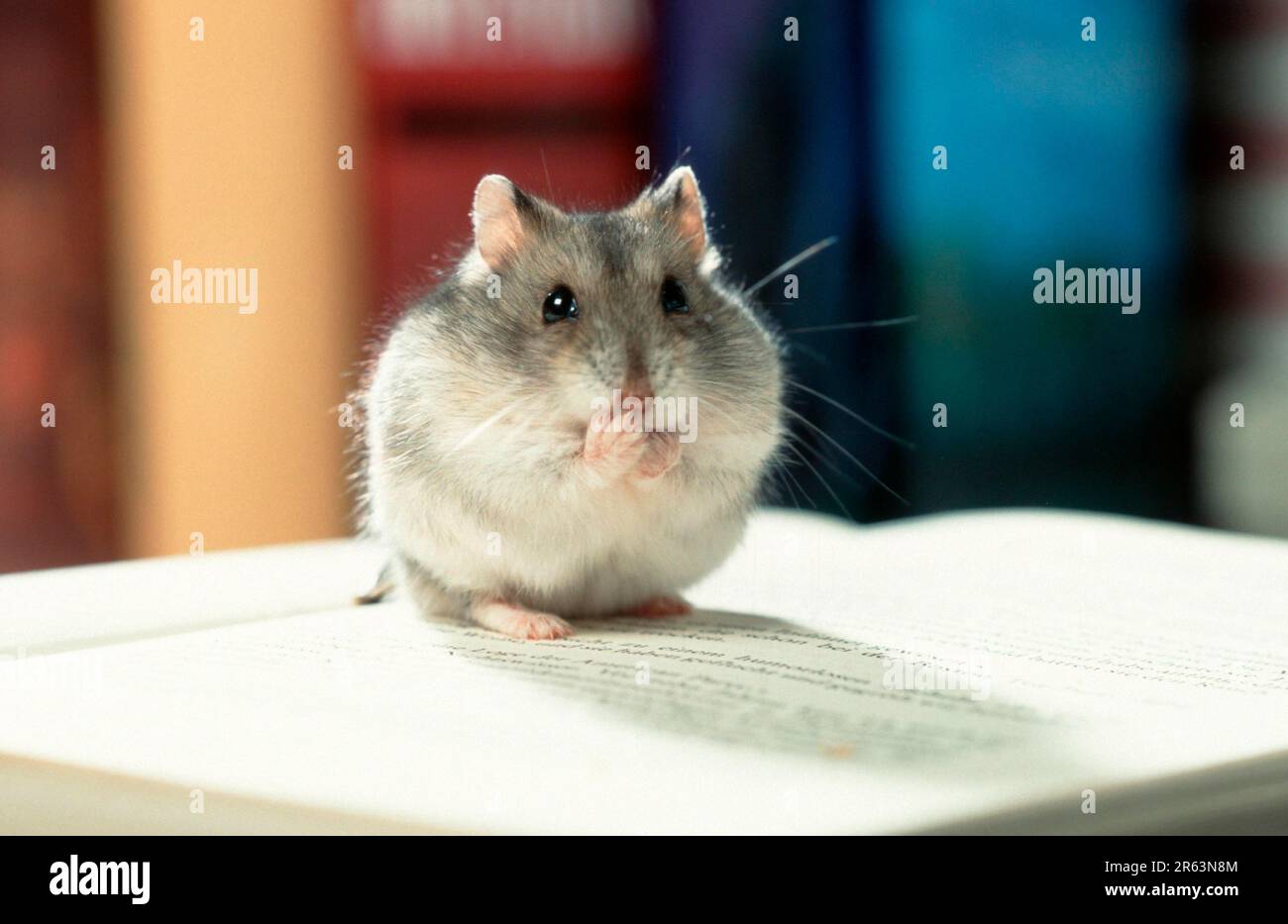 Dwarf hamster sitting on book, djungarian hamster (Phodopus sungorus ...