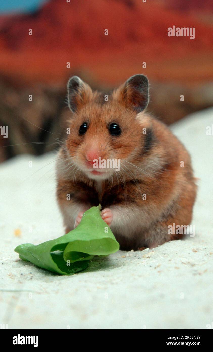 Hamster salad hot sale